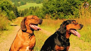 Tiroler Bracken