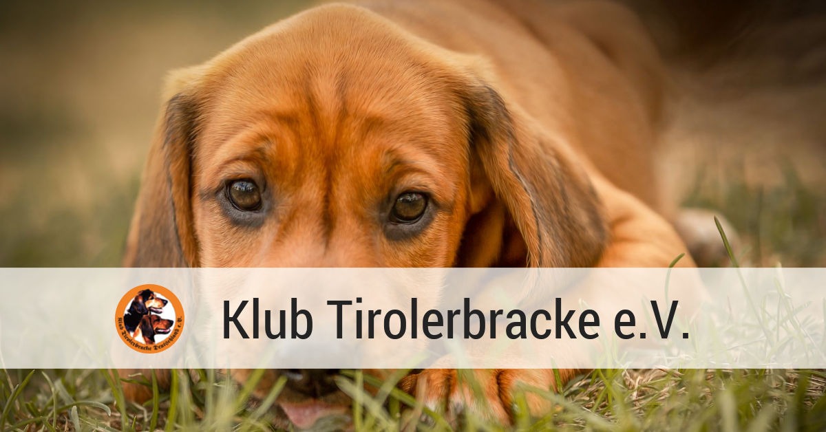 (c) Klub-tirolerbracke.de
